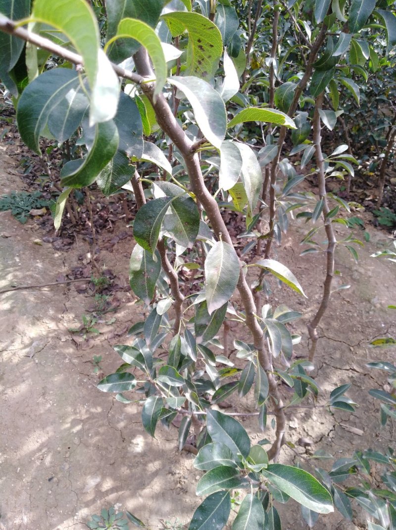 【牛商商家】梨树苗，秋月梨树苗，诚信经营，量大从优