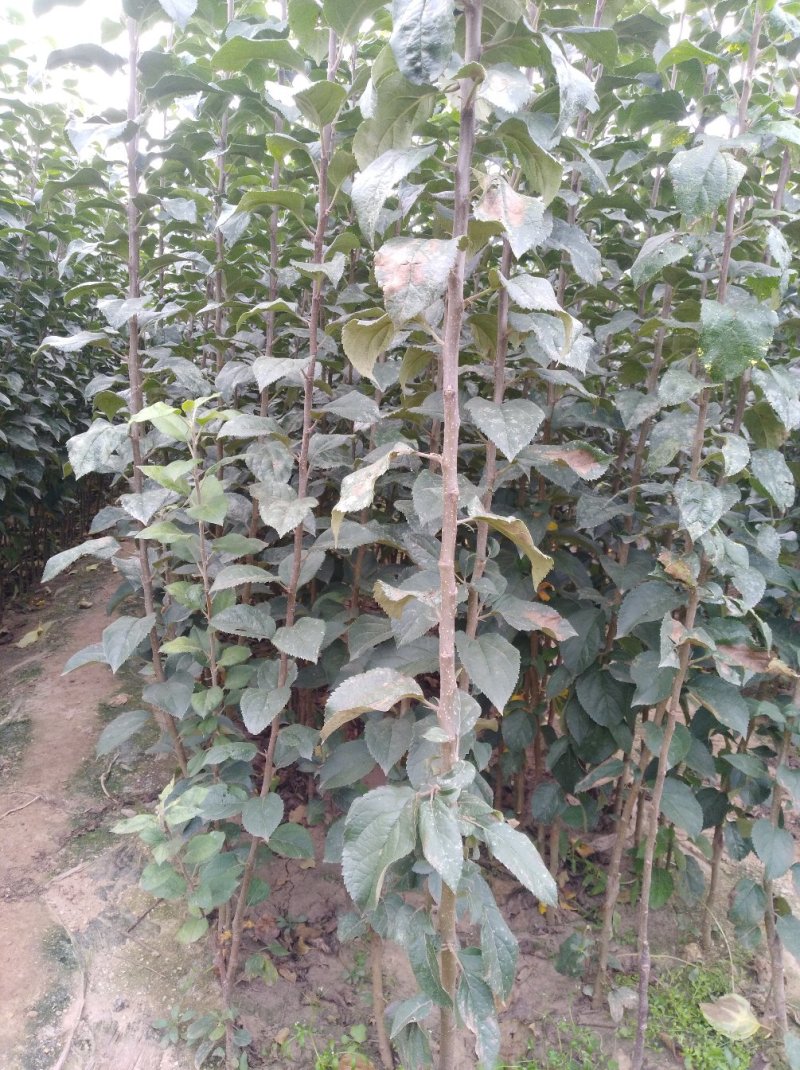 【牛商商家】梨树苗，秋月梨树苗，诚信经营，量大从优