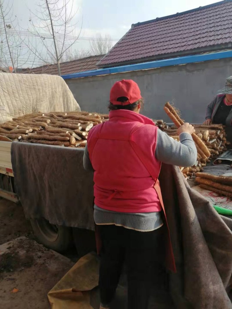 山东白玉面山药大量现货供应（产地直供一手货源）各种价格全