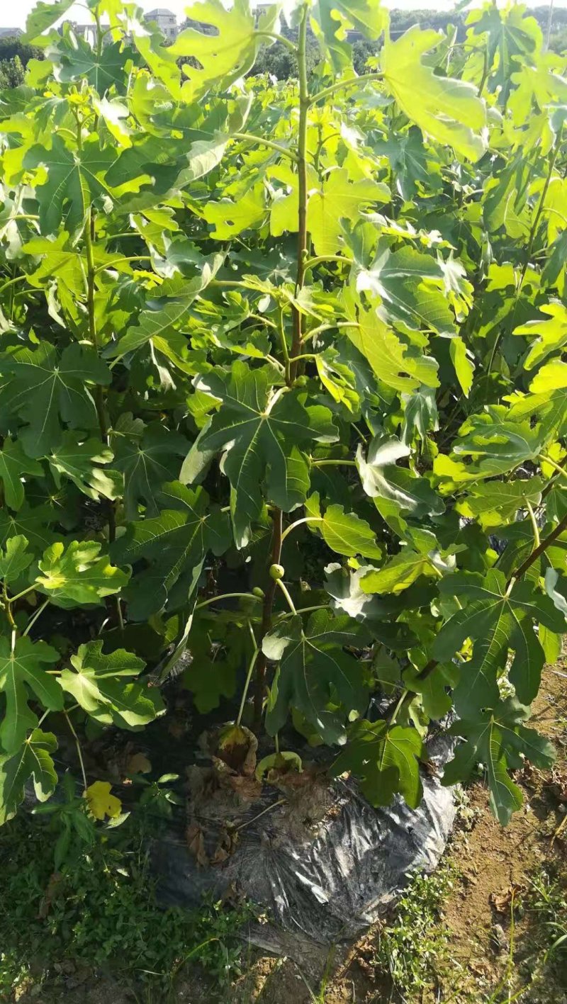 【无花果苗】优质波姬红无花果苗一年优质地苗提供技术指导