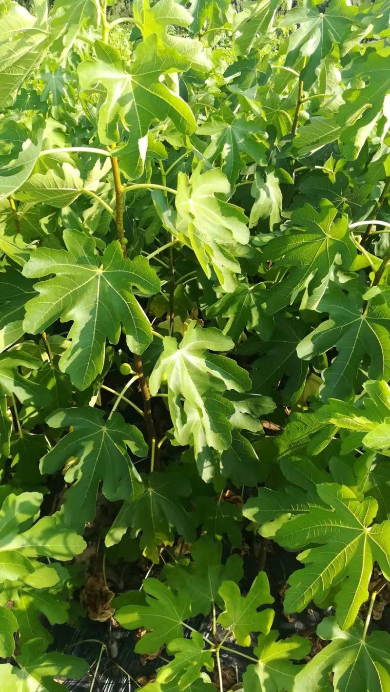 【无花果苗】优质波姬红无花果苗一年优质地苗提供技术指导
