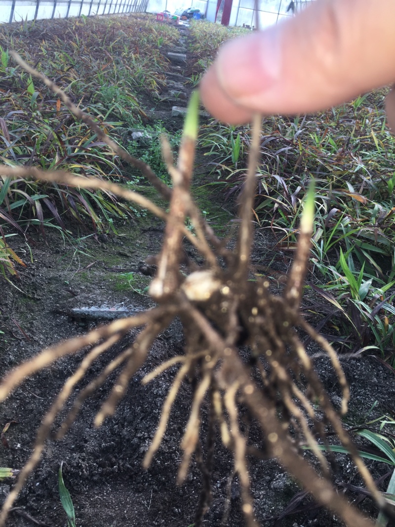 三叉白芨种苗