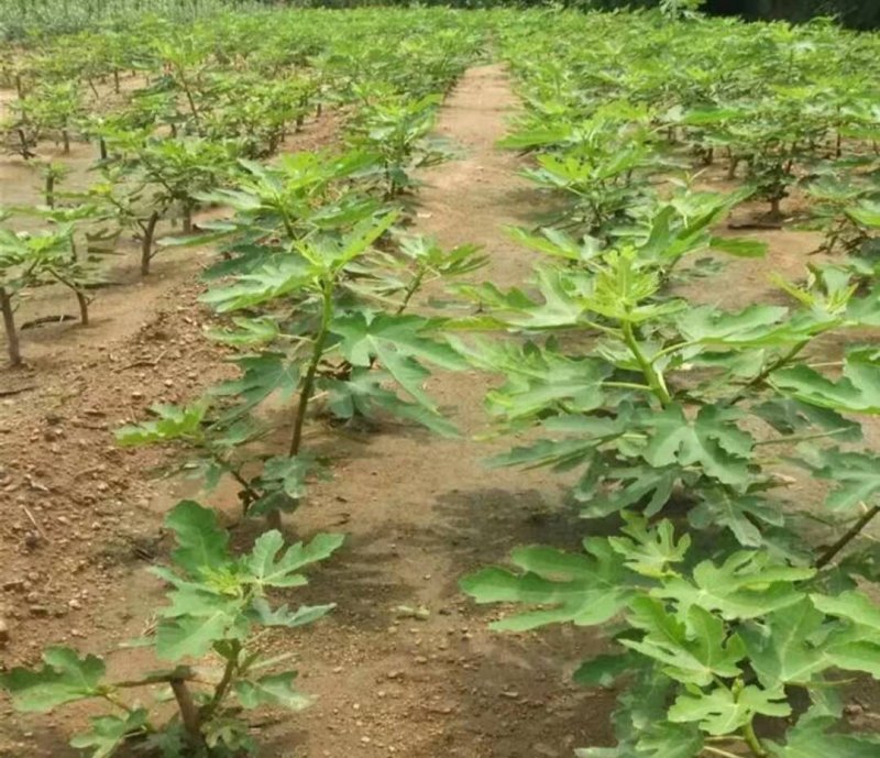 无花果苗大小规格齐全欢迎选购放心苗