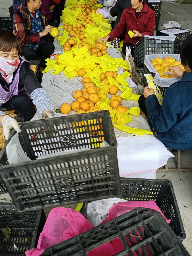 梨丰水梨产地大量供应中货源充足口感脆甜一级棒