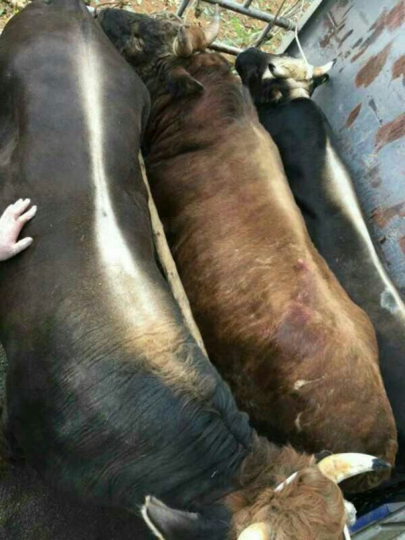 屠宰肉牛肥牛可过磅1000--1600斤