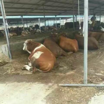 屠宰肉牛肥牛可过磅1000--1600斤