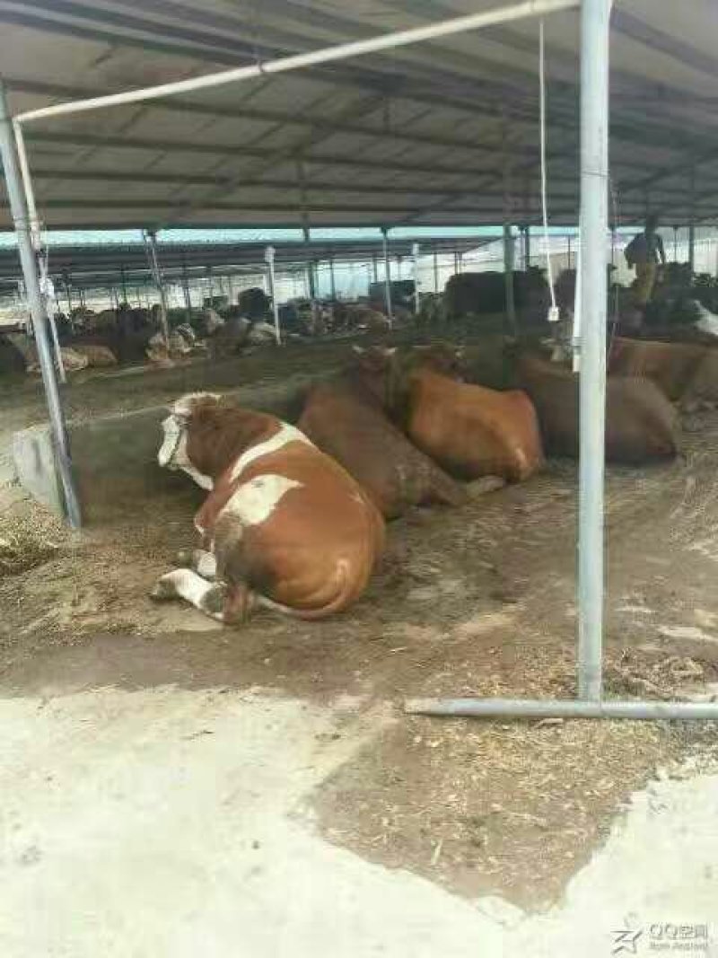 屠宰肉牛肥牛可过磅1000--1600斤