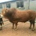 屠宰肉牛肥牛可过磅1000--1600斤