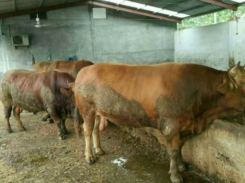 屠宰肉牛肥牛可过磅1000--1600斤