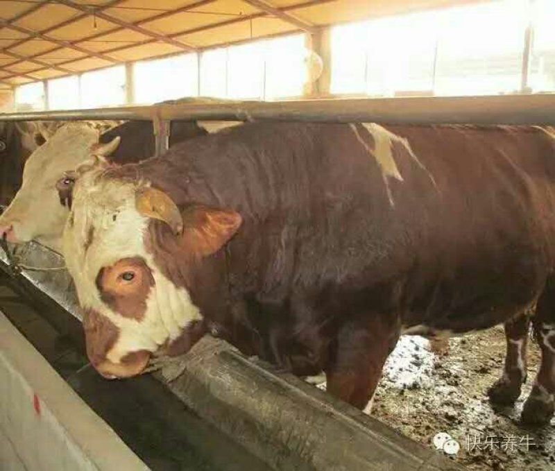 屠宰肉牛肥牛可过磅1000--1600斤
