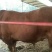 屠宰肉牛肥牛可过磅1000--1600斤