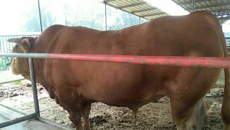 屠宰肉牛肥牛可过磅1000--1600斤