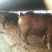屠宰肉牛肥牛可过磅1000--1600斤