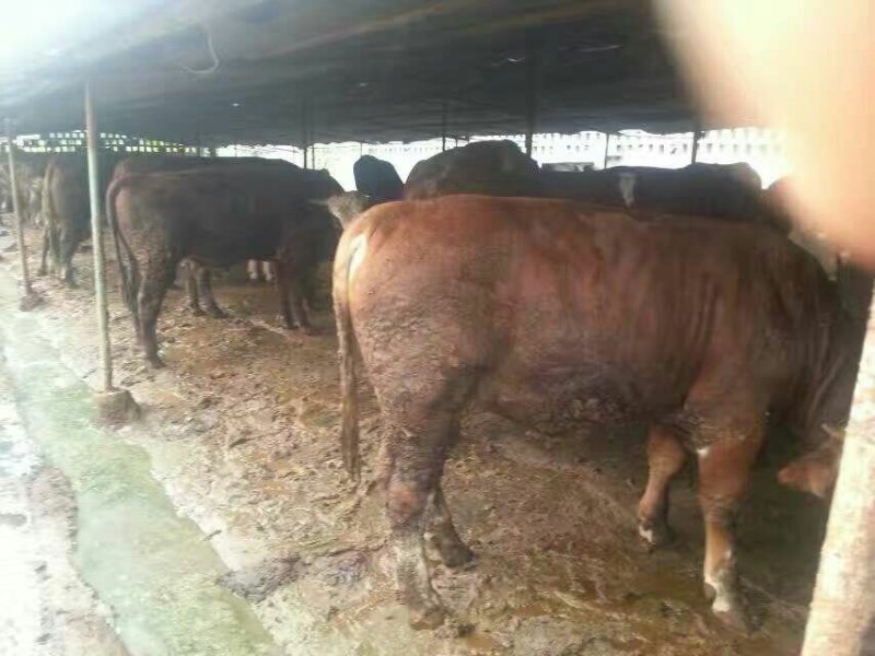 屠宰肉牛肥牛可过磅1000--1600斤