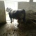 屠宰肉牛肥牛可过磅1000--1600斤