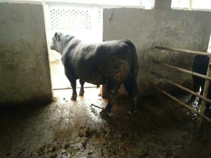 屠宰肉牛肥牛可过磅1000--1600斤