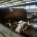 屠宰肉牛肥牛可过磅1000--1600斤