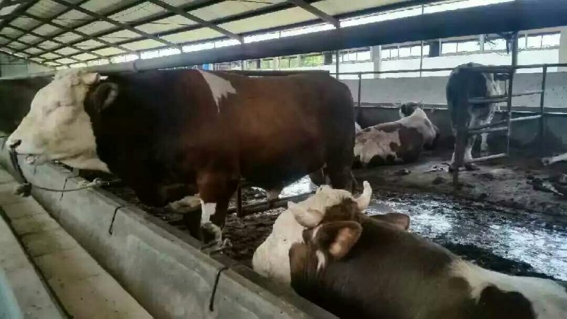 屠宰肉牛肥牛可过磅1000--1600斤