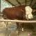屠宰肉牛肥牛可过磅1000--1600斤