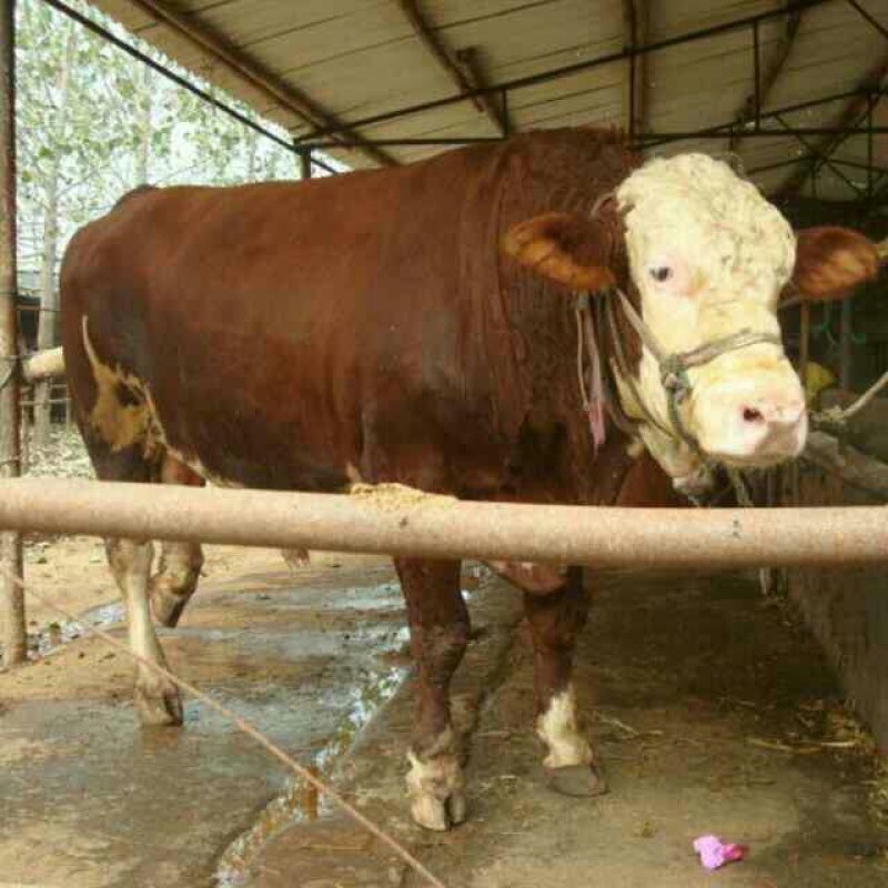 屠宰肉牛肥牛可过磅1000--1600斤