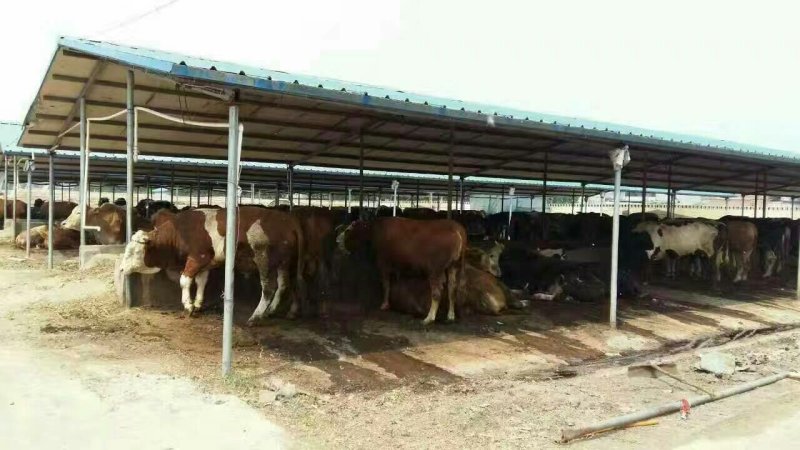 屠宰肉牛肥牛可过磅1000--1600斤
