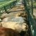 屠宰肉牛肥牛可过磅1000--1600斤