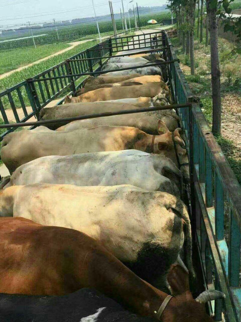 屠宰肉牛肥牛可过磅1000--1600斤