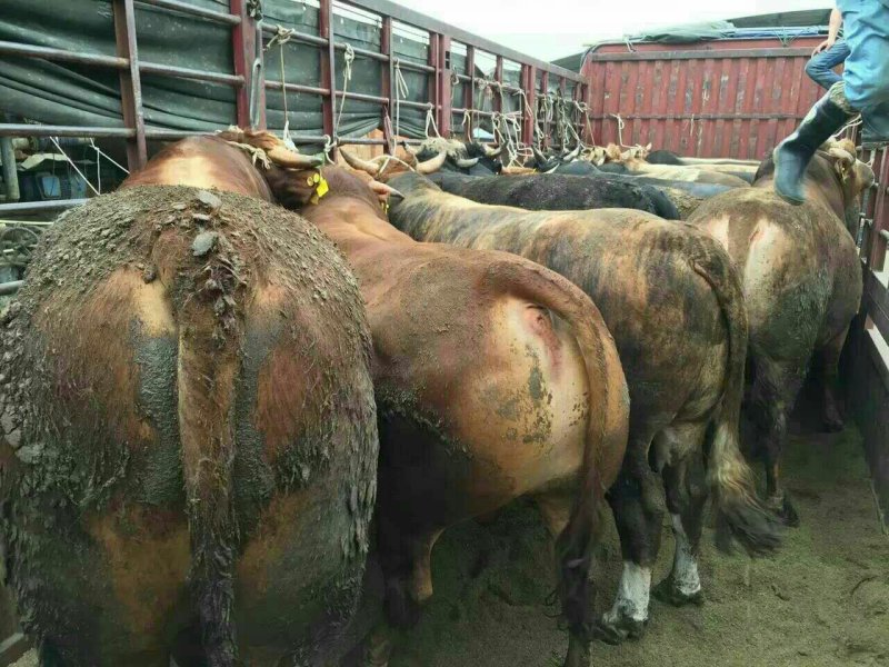 屠宰肉牛肥牛可过磅1000--1600斤