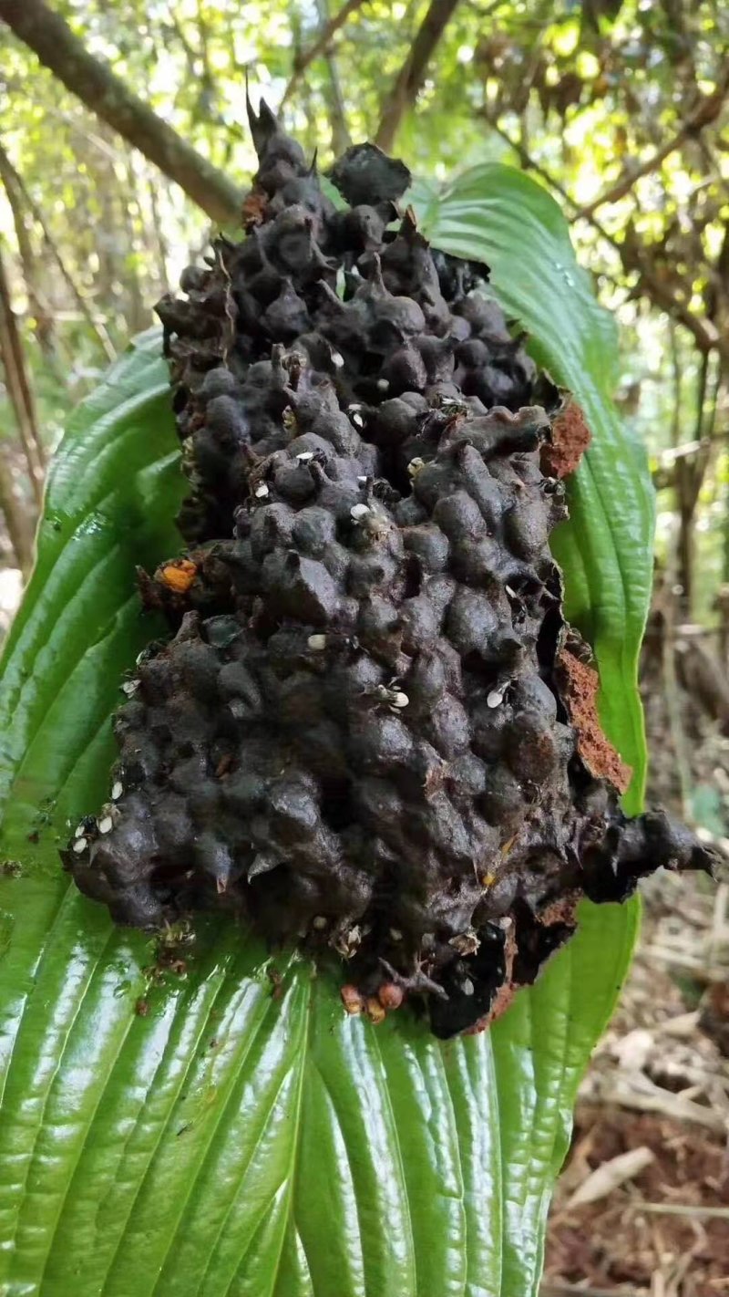 野生酸蜂蜜，天然土酸蜜，正真的纯酸蜜，没任何勾兑