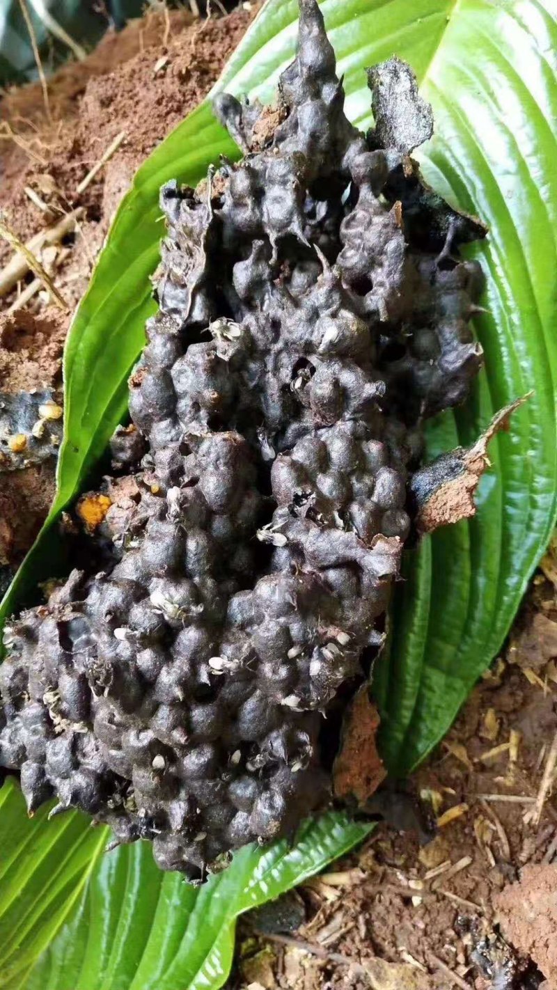 野生酸蜂蜜，天然土酸蜜，正真的纯酸蜜，没任何勾兑