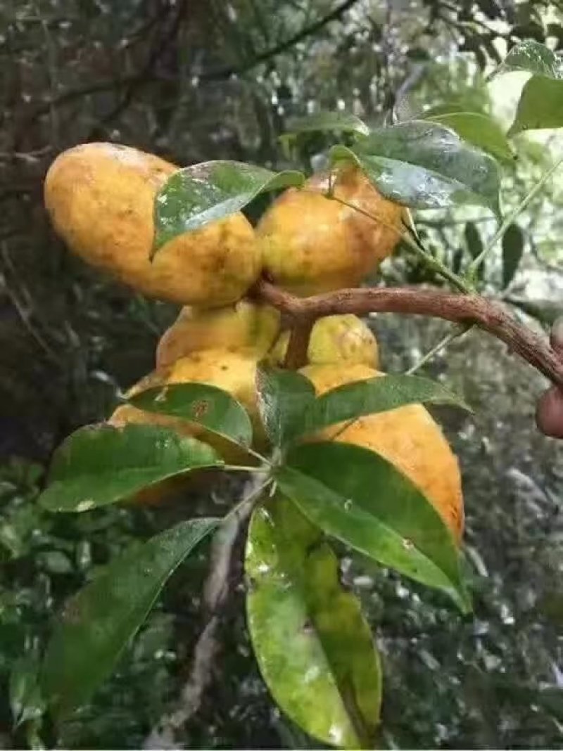 九月黄苗【少籽果大】我送苗你种植签约包回收亩产5千斤