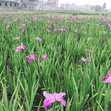 水生鸢尾德国鸢尾基地直销