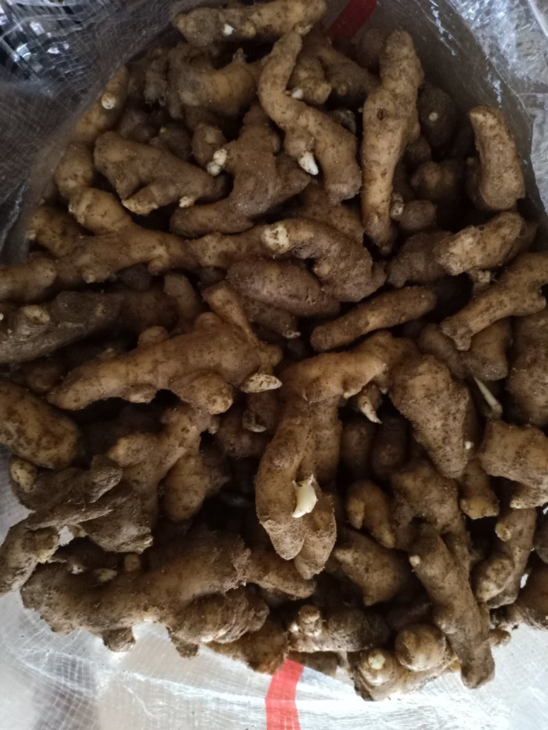 生姜大黄姜小黄姜可种植质量保证产地直发对接全国发货