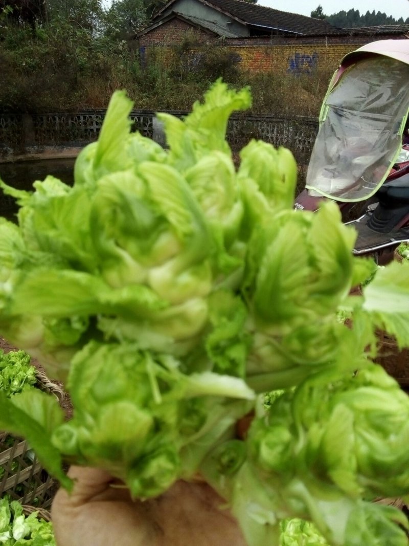 基地儿菜大量直销