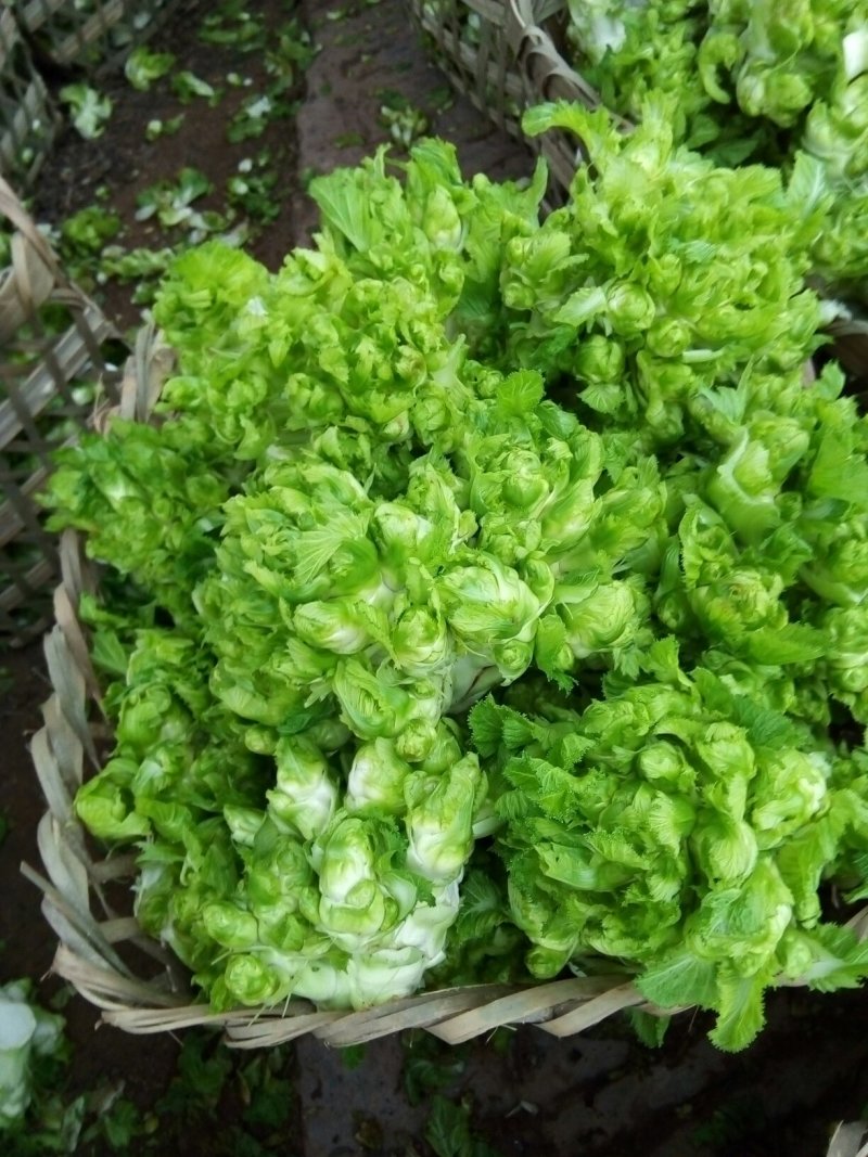 基地儿菜大量直销