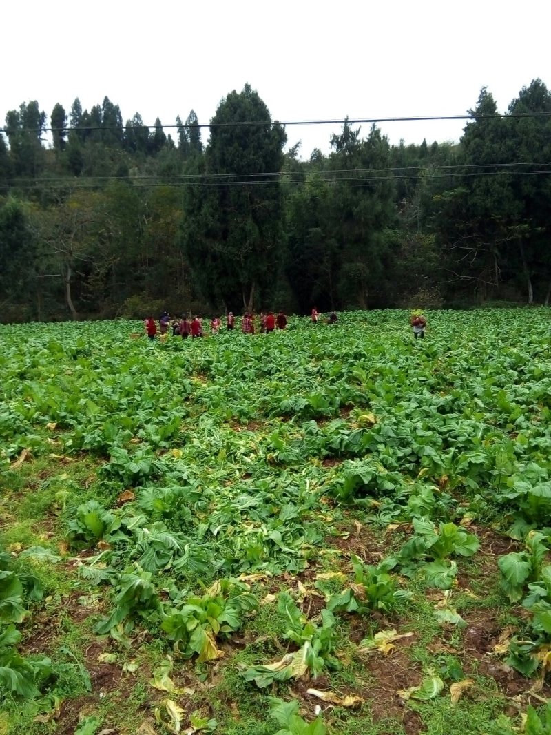基地儿菜大量直销