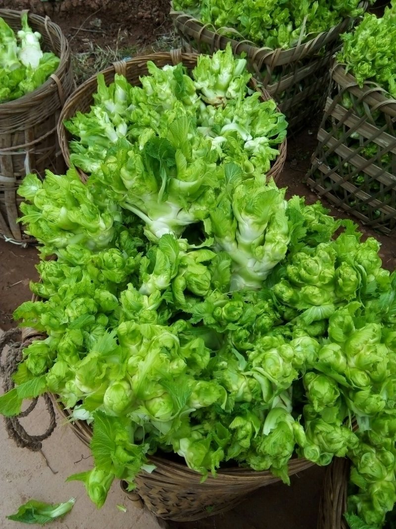 基地儿菜大量直销