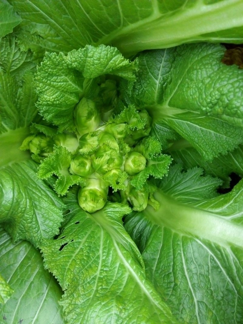 基地儿菜大量直销