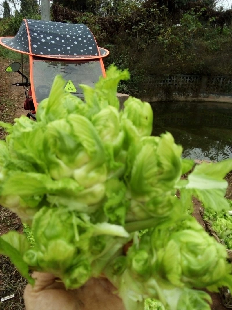 基地儿菜大量直销