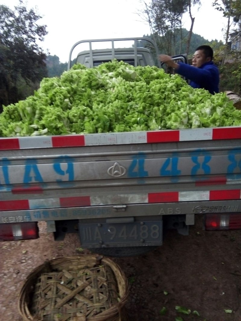 基地儿菜大量直销