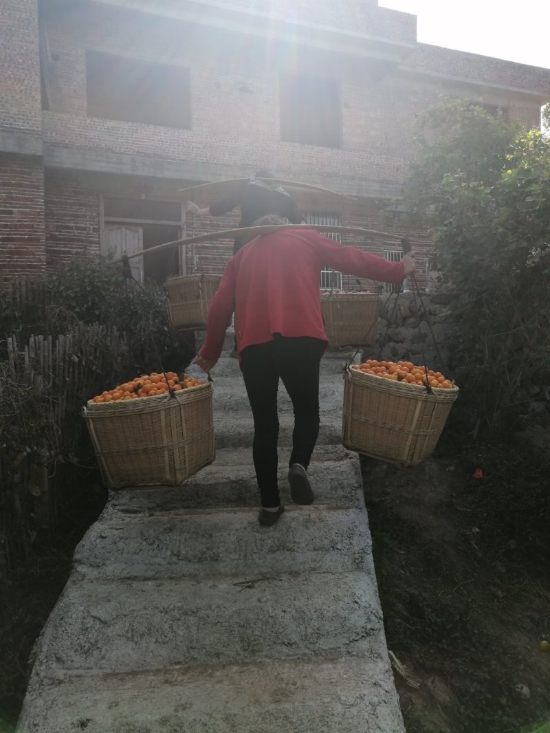 滑皮金桔