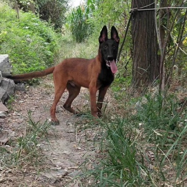 纯种马犬高动力马犬，马犬幼犬假一赔十支持线上交易