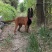 纯种马犬高动力马犬，马犬幼犬假一赔十支持线上交易