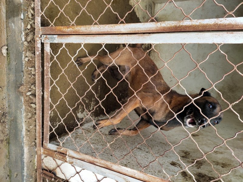 纯种马犬高动力马犬，马犬幼犬假一赔十支持线上交易