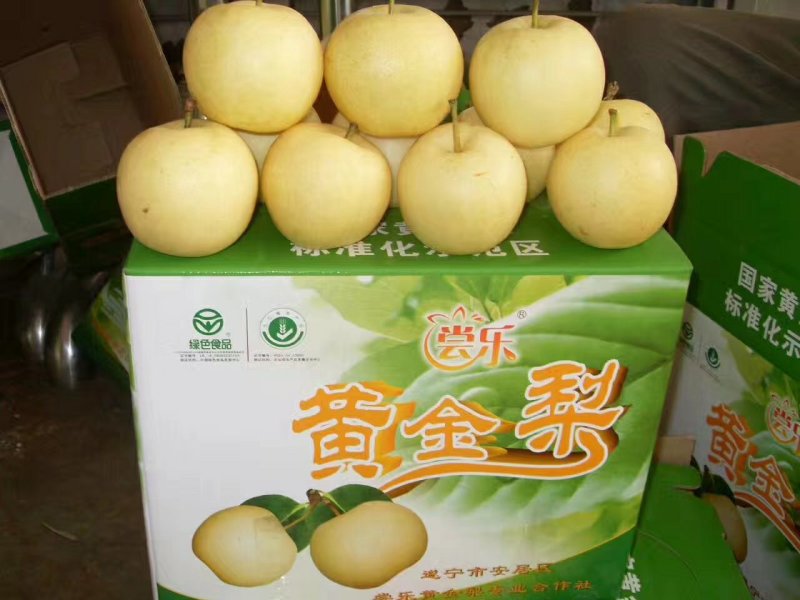 丰水梨秋月梨一手货源脆甜多汁货源充足全国发货可视频