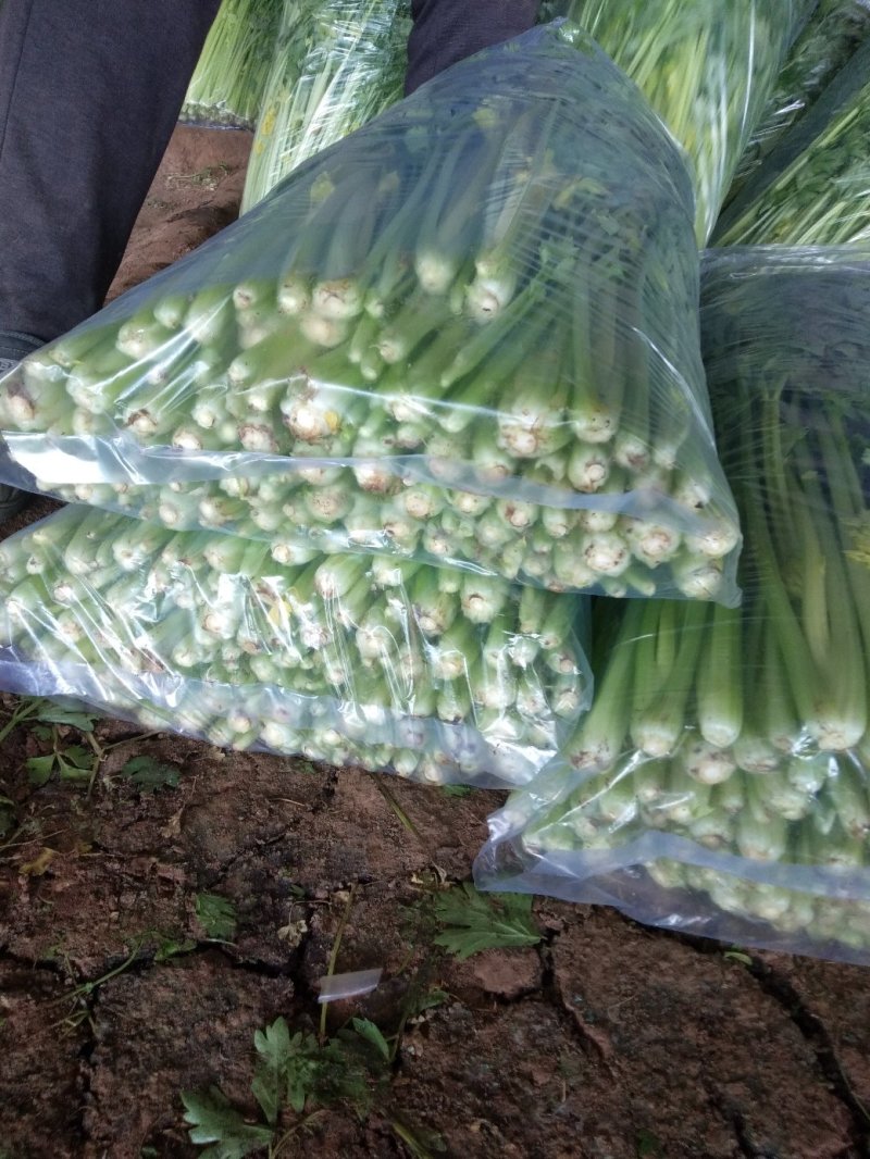 辽宁锦州市精品芹菜大量供应南方市场产地直发