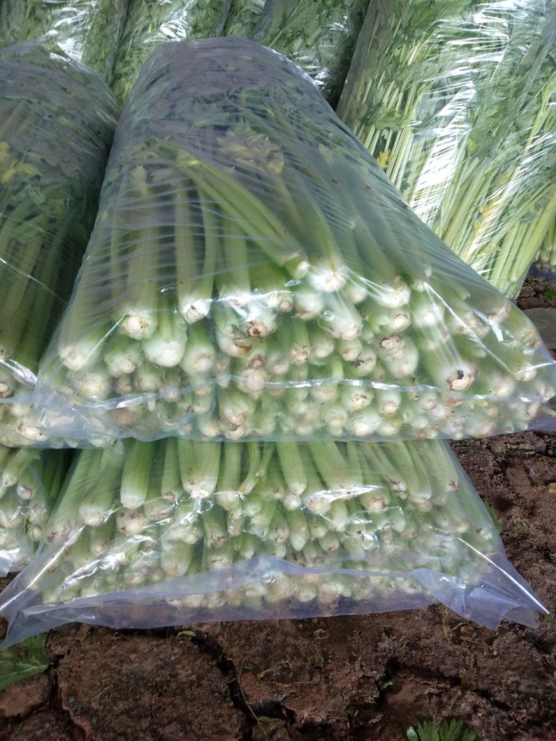 辽宁锦州市精品芹菜大量供应南方市场产地直发
