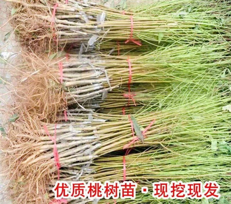 黑桃树苗桃树苗成活率高【速生生长结果快】成活率高