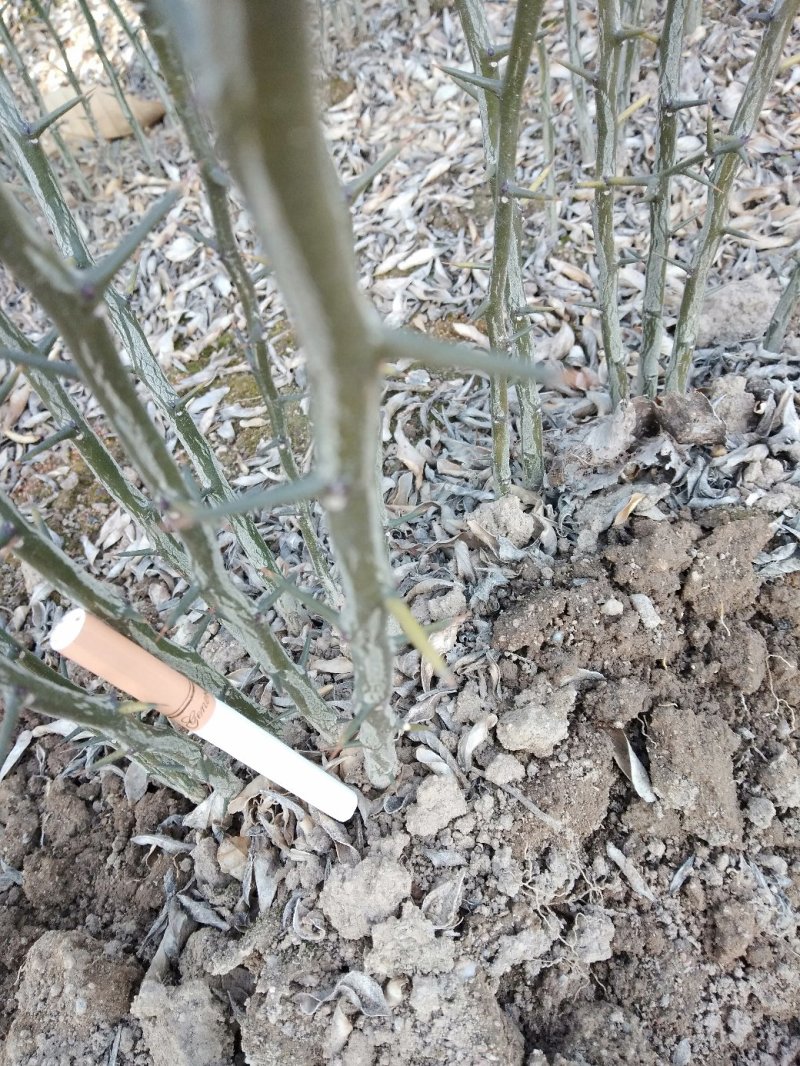 枸橘苗子，价格优惠，保成活l率，也叫臭杞，积克苗子。