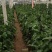 大量供应包棚精品圆茄5两以上